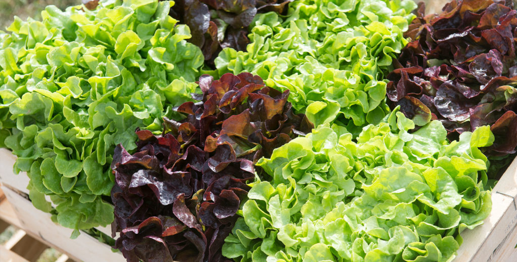 Grossiste fruits & légumes dans les Deux-Sèvres