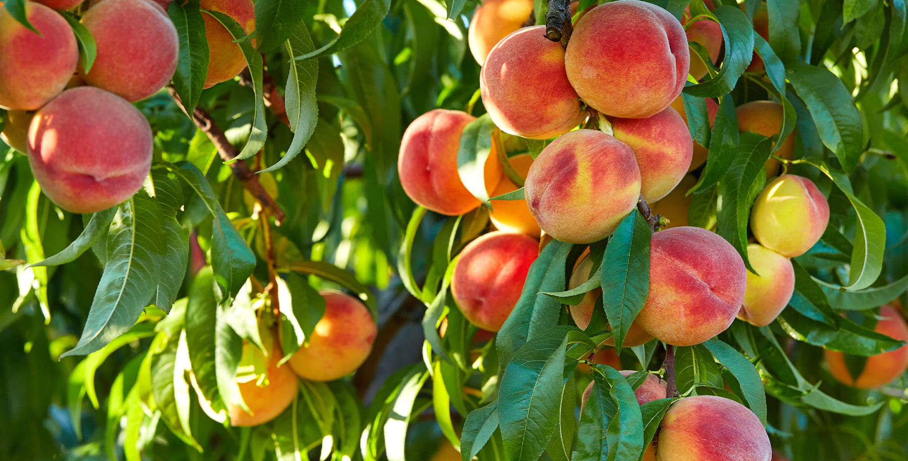 fruits-header
