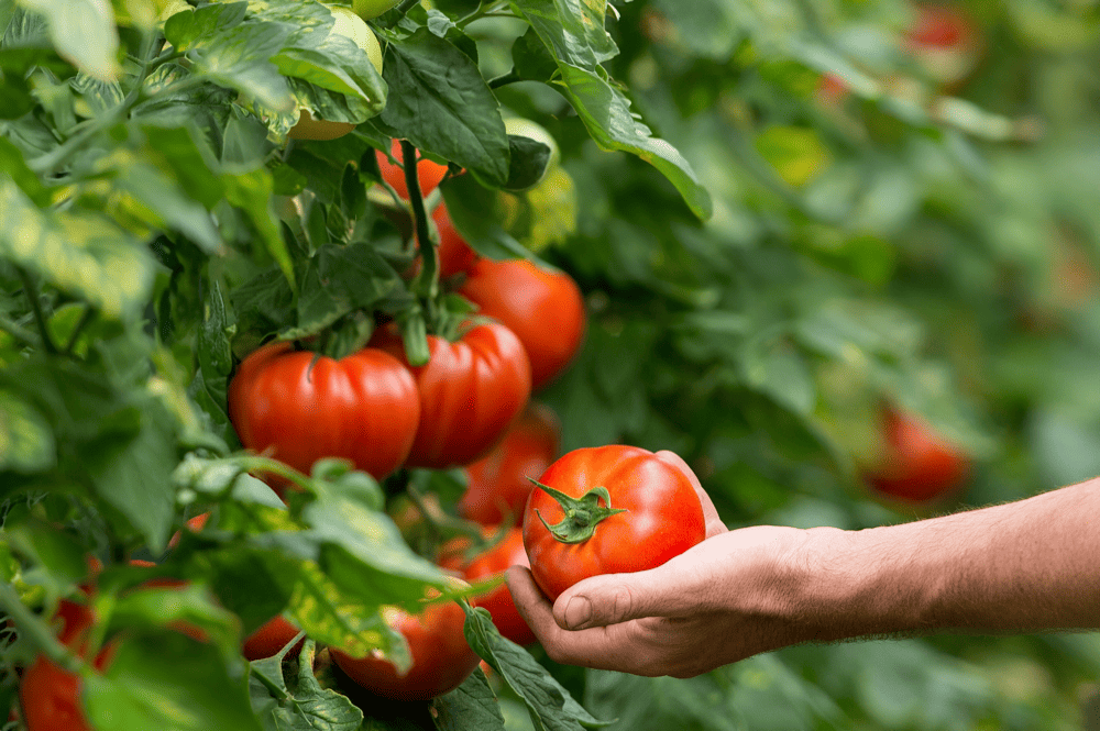 Produits de saison