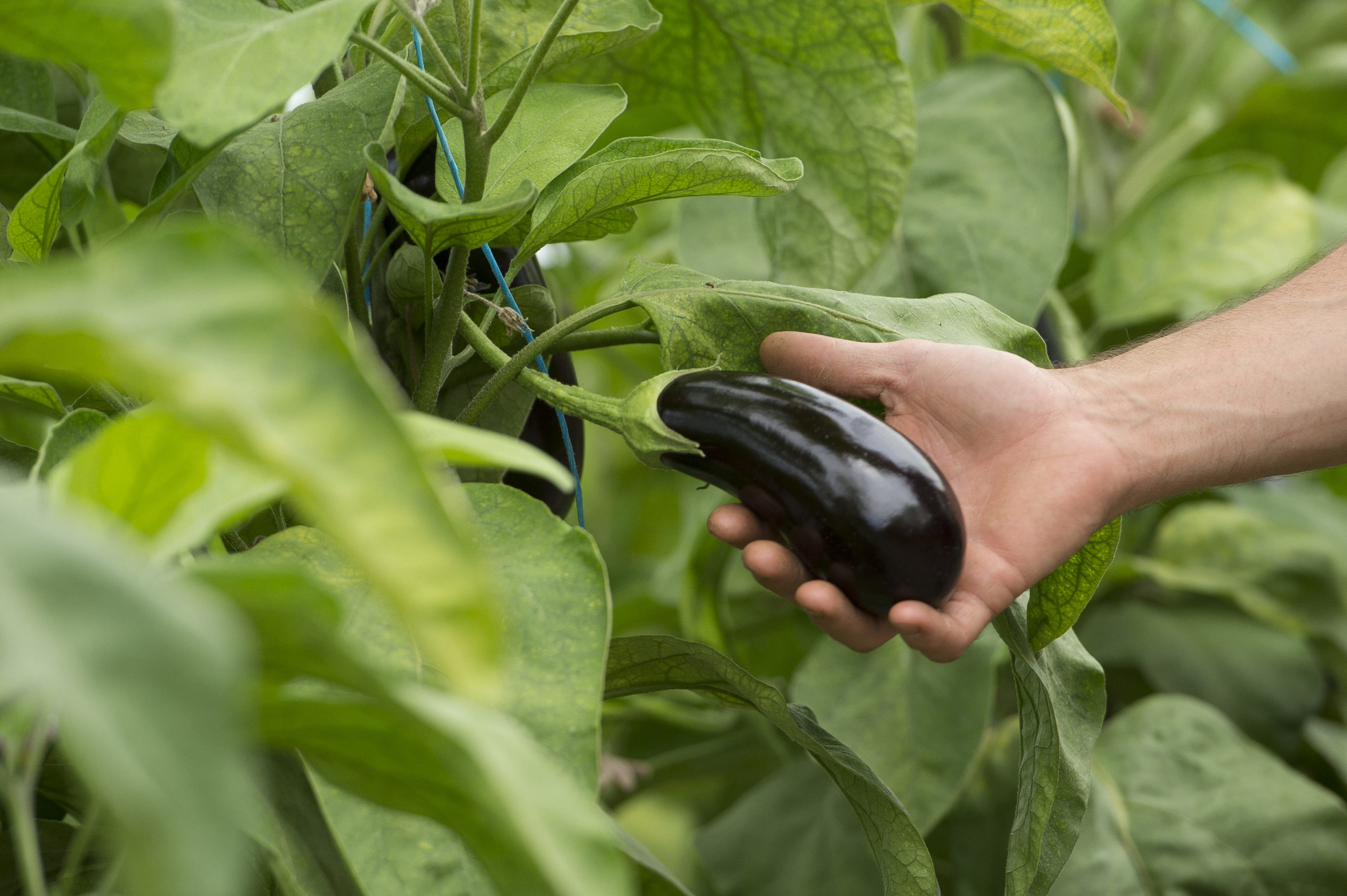 Aubergine