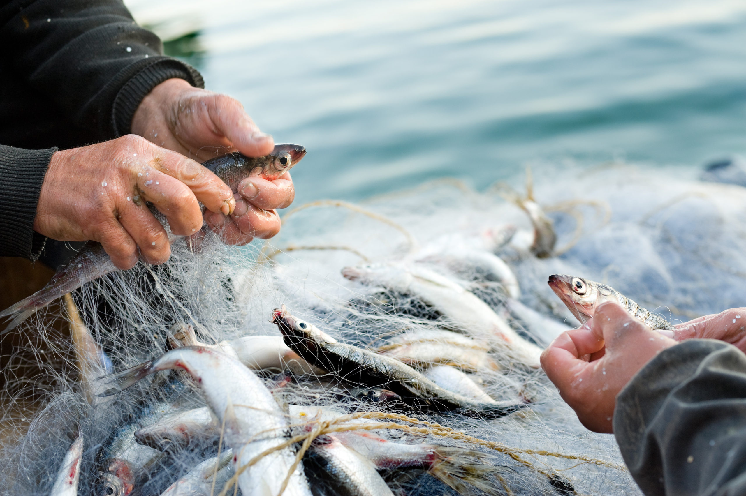 Distributeur produits de la mer