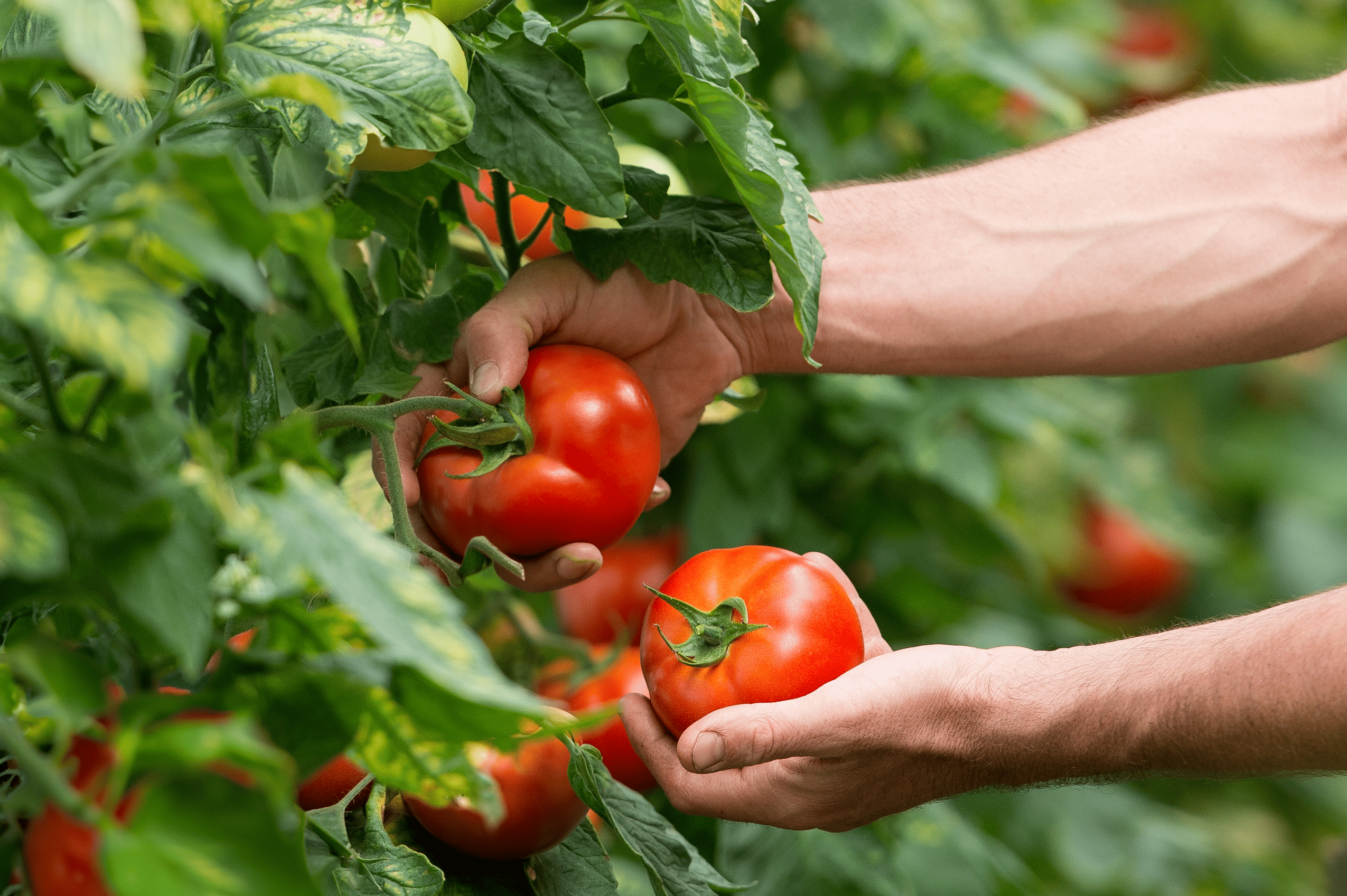 Tomates