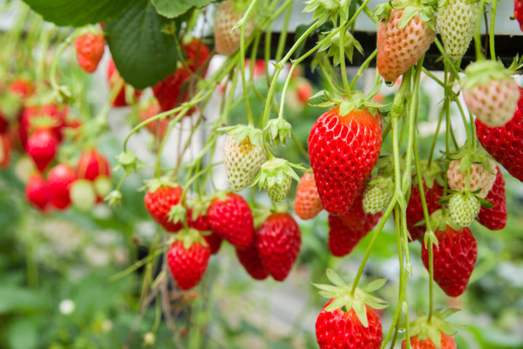 Rouges, parfumées et françaises : les fraises font leur retour !