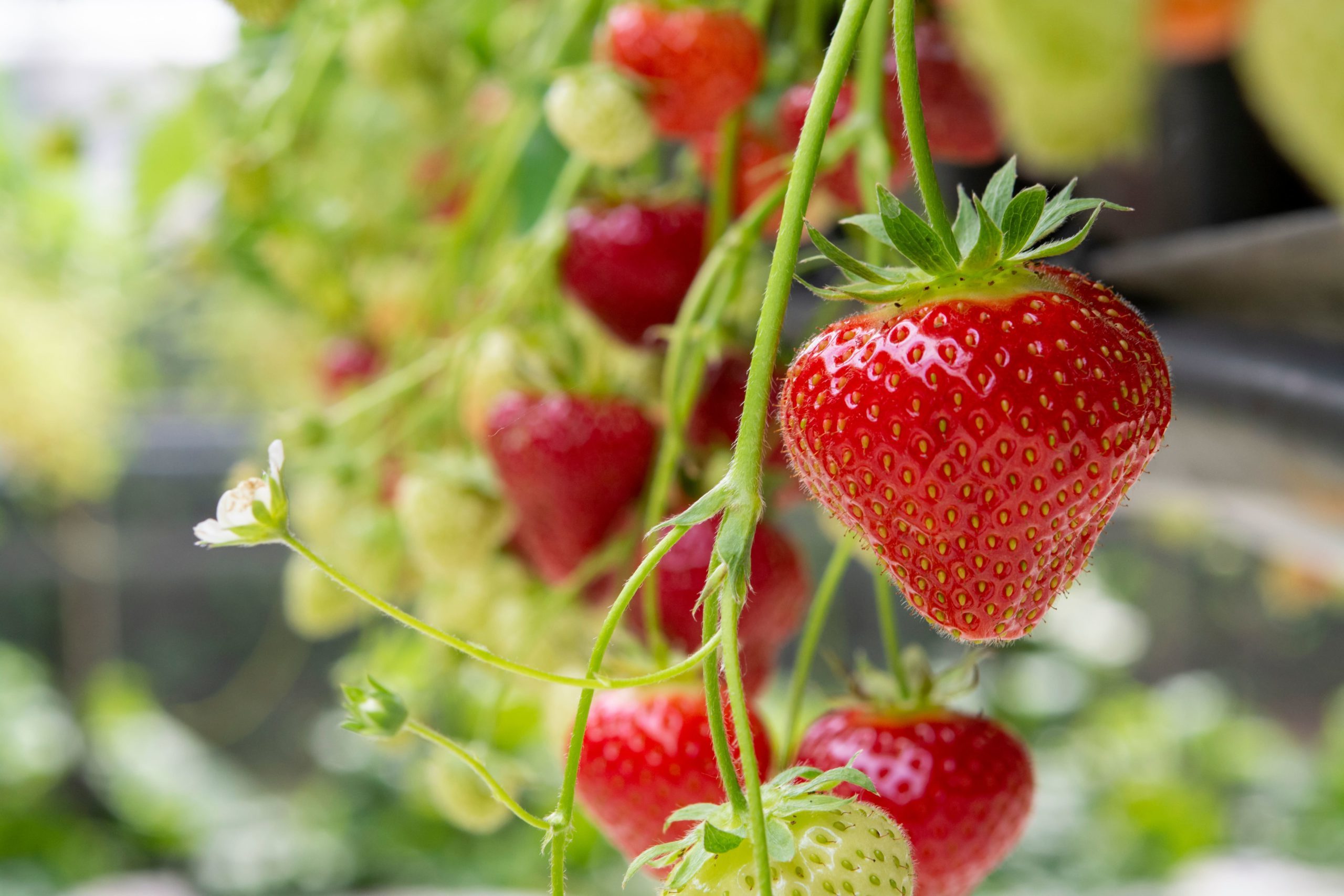 Fraises production française
