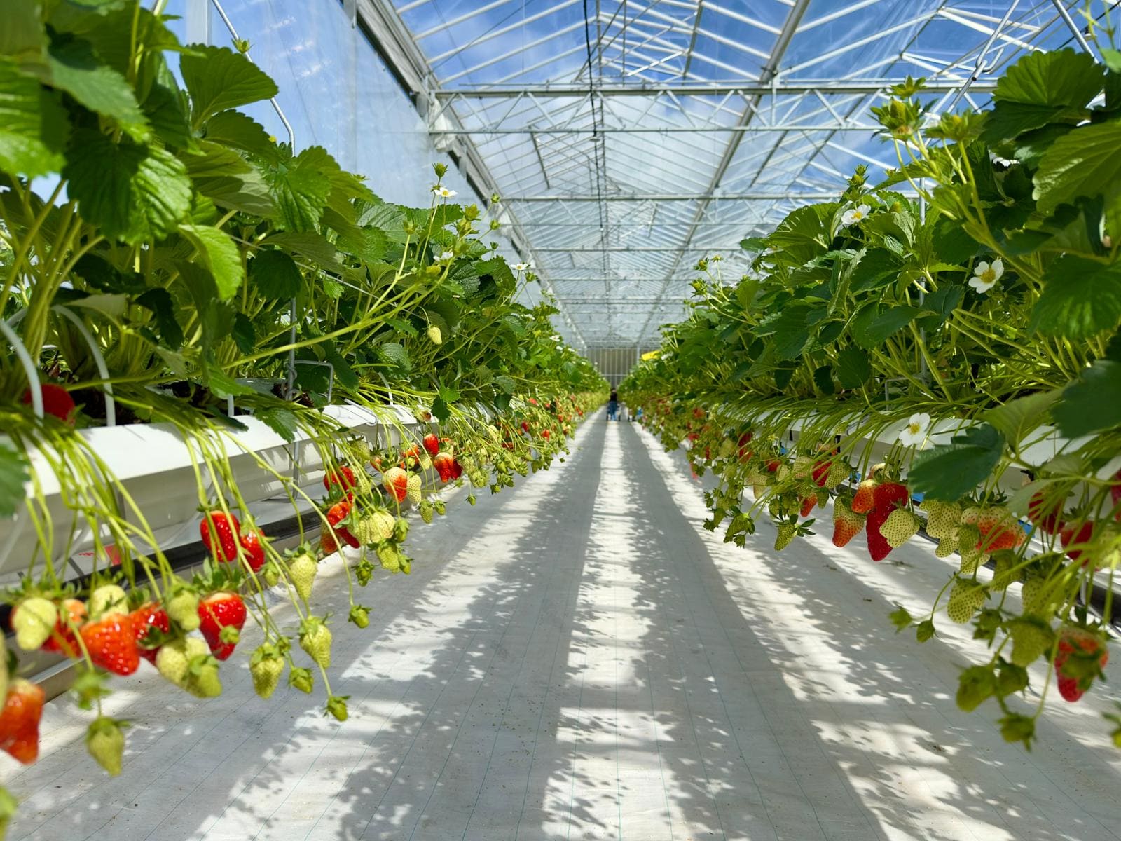 Producteur de fraises