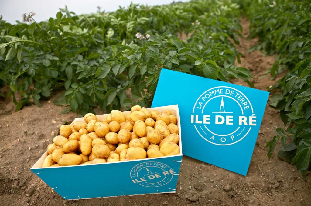 L’emblématique pomme de terre de l’Île de Ré