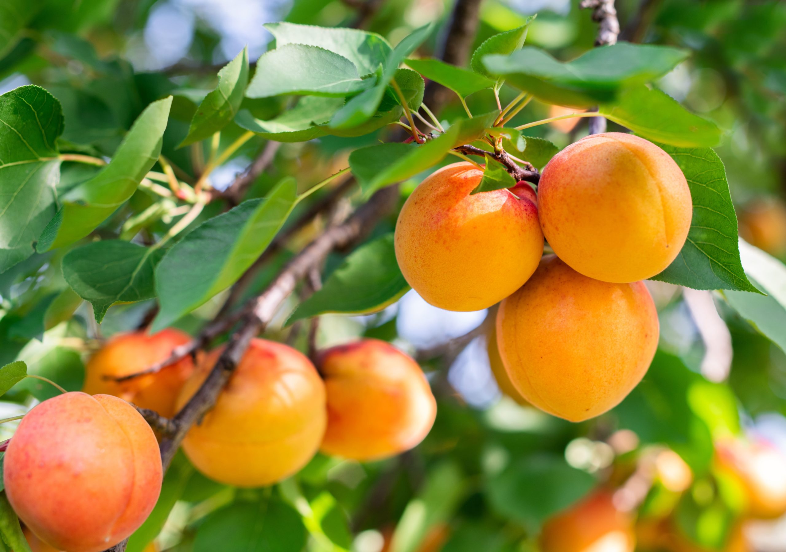 Abricots Français