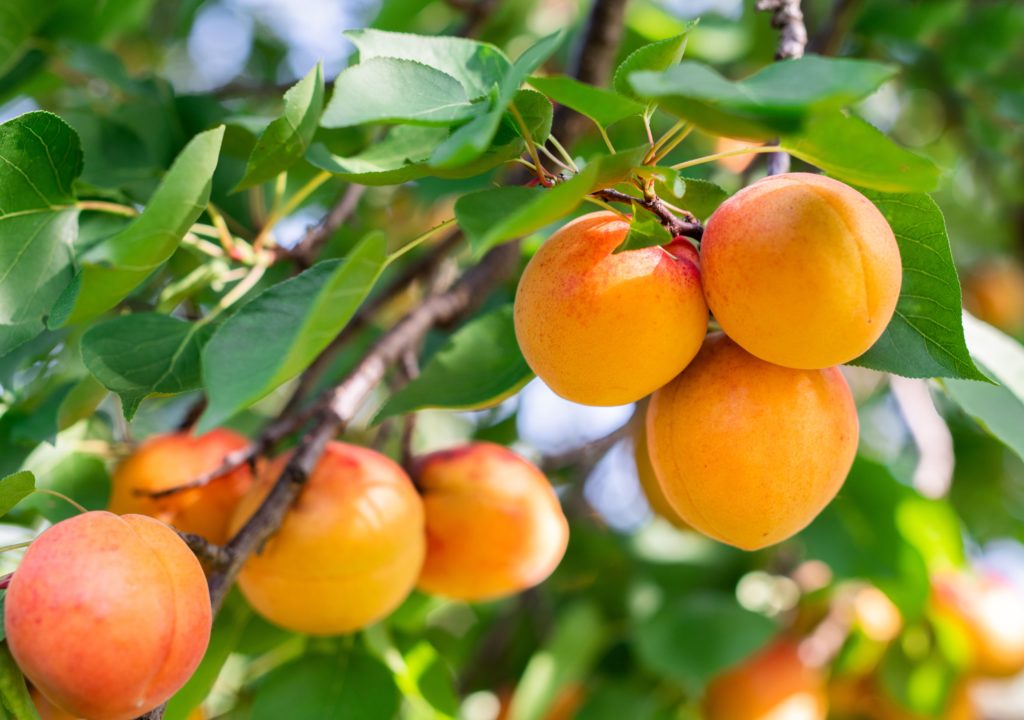 Fruits à noyau Français