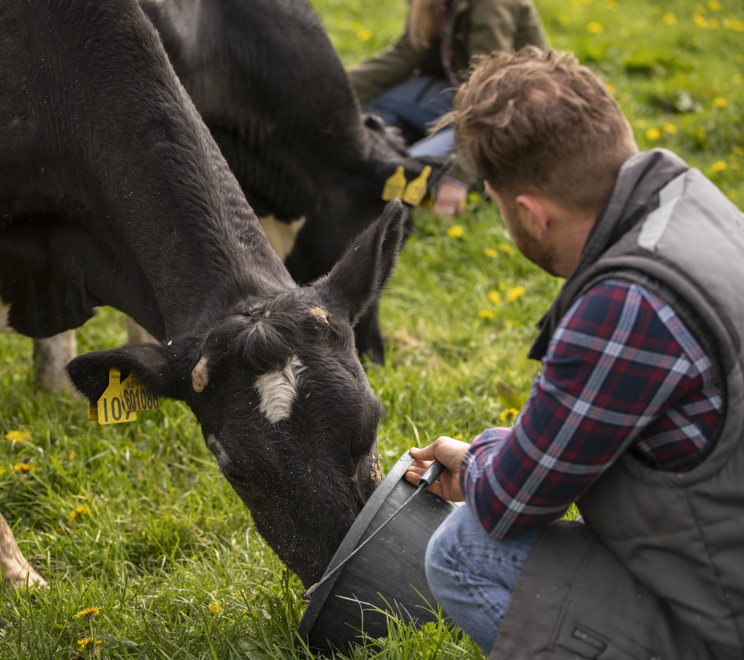 producteur et vache