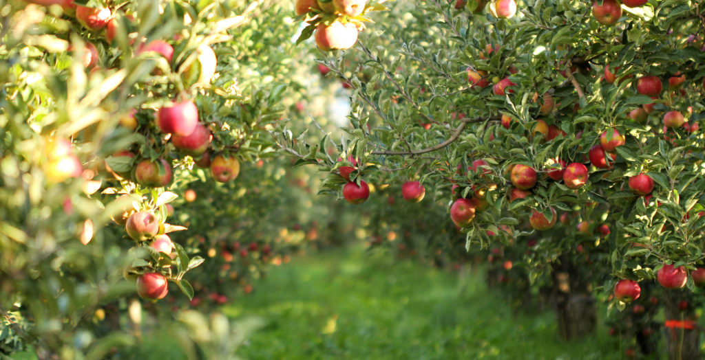 Votre distributeur de fruits, légumes et crémerie en Charente