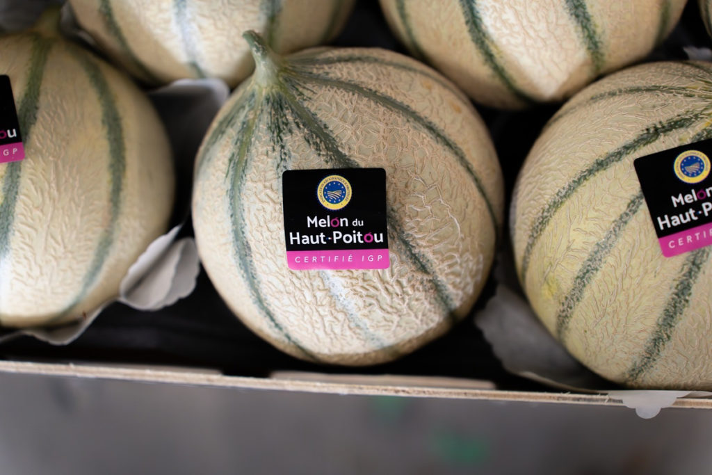 Le melon IGP du Haut-Poitou : un savoir-faire reconnu